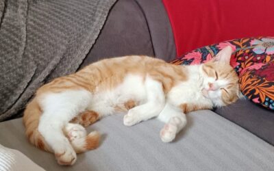 Tinou – Adopté en Juin 2025