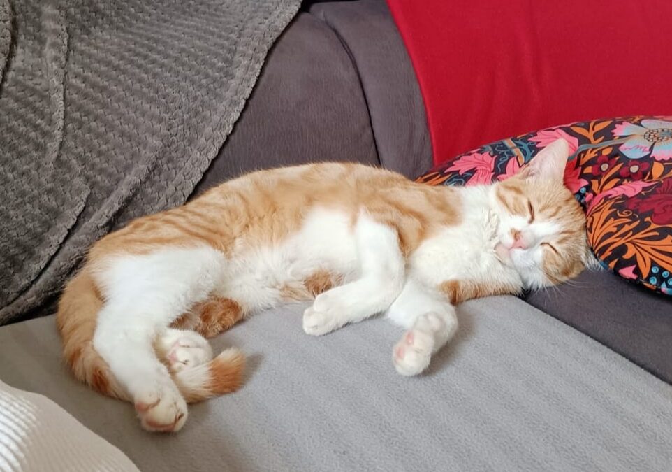 Tinou – Adopté en Juin 2025