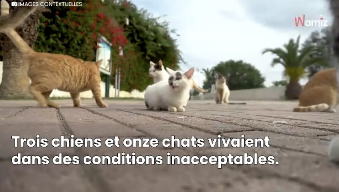 3 chiens et 11 chats sauvés !