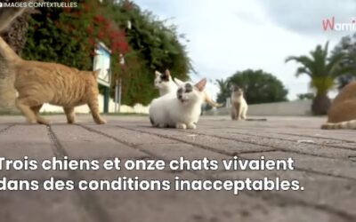 3 chiens et 11 chats sauvés !