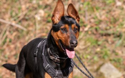 Twix – Adopté en Avril 2025