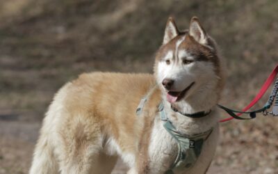 Stickers – Adopté en Mai 2025