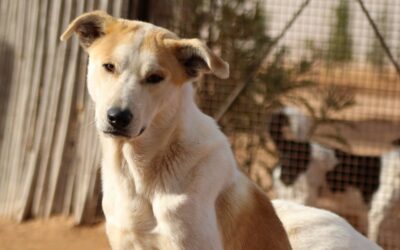 Trufoune – Adopté en Avril 2025