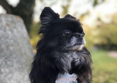 Guizmo – Adopté en Avril 2025