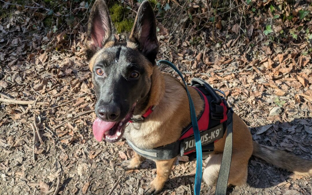 Harley – Adoptée en Juin 2025