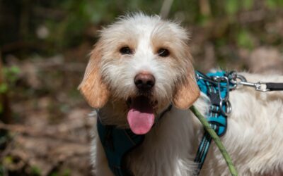 Ubac – Adopté en Avril 2025