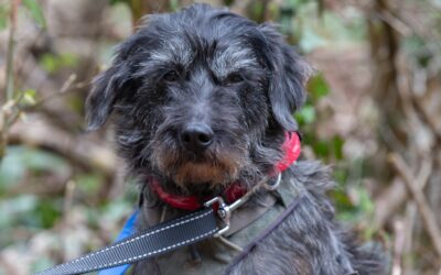 Noushka – Adoptée en Avril 2025