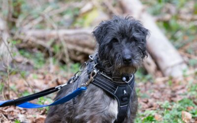 Neusky – Adopté en Avril 2025