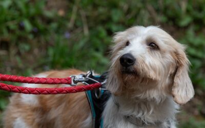 Nesquick – Adopté en Avril 2025