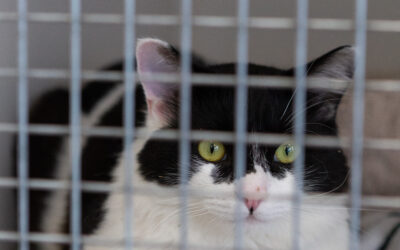 Molosse – Adopté en Avril 2025