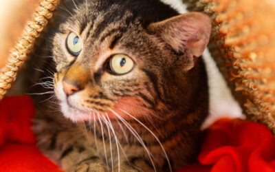 Tigrou – Adopté en Avril 2025