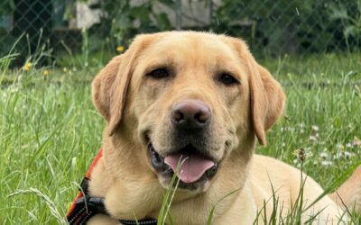 Scott – Adopté en Avril 2025