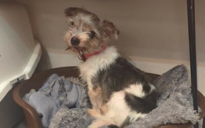 Willow – Adopté en Avril 2025