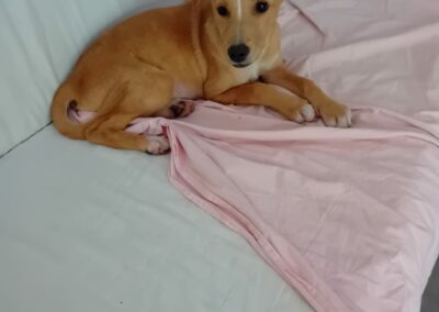 Anabel -Adoptée en Mai 2025