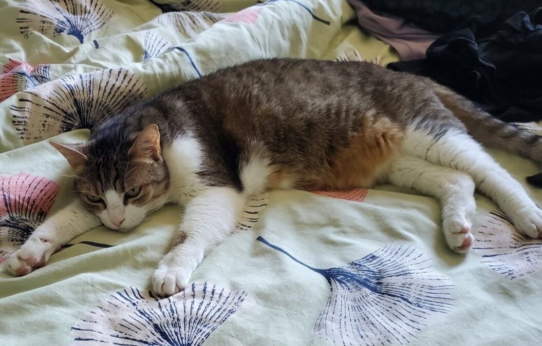 Fauve – FIV + – Visible en famille d’accueil