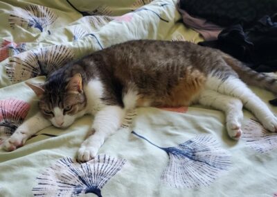 Fauve – FIV +- Visible en famille d’accueil – Réservé