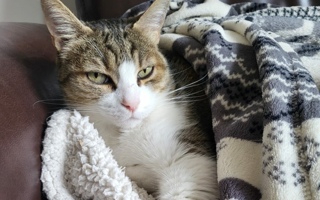 Fauve – Visible en famille d&rsquo;accueil