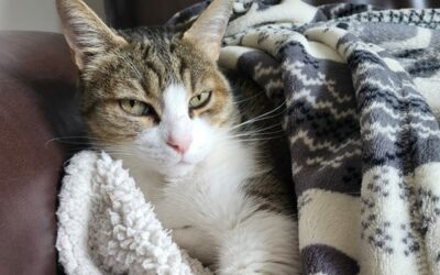 Fauve – Visible en famille d&rsquo;accueil