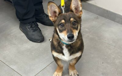 Forest – Adopté en Mai 2025