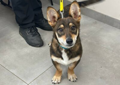 Forest – Adopté en Mai 2025