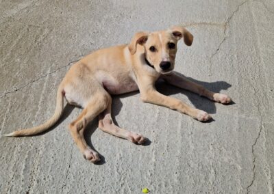 Urma – Adoptée en Mai 2025