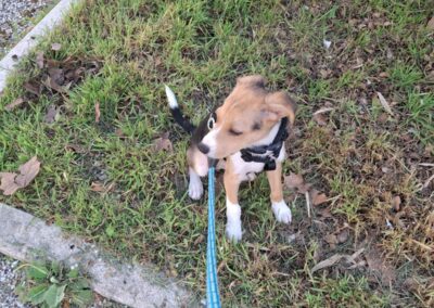 Natsu – Adopté en Mai 2025