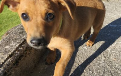 Rox – Adopté en Avril 2025