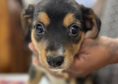 Tibou – Adopté en Mai 2025