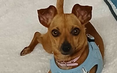 Tito – Adopté en Avril 2025