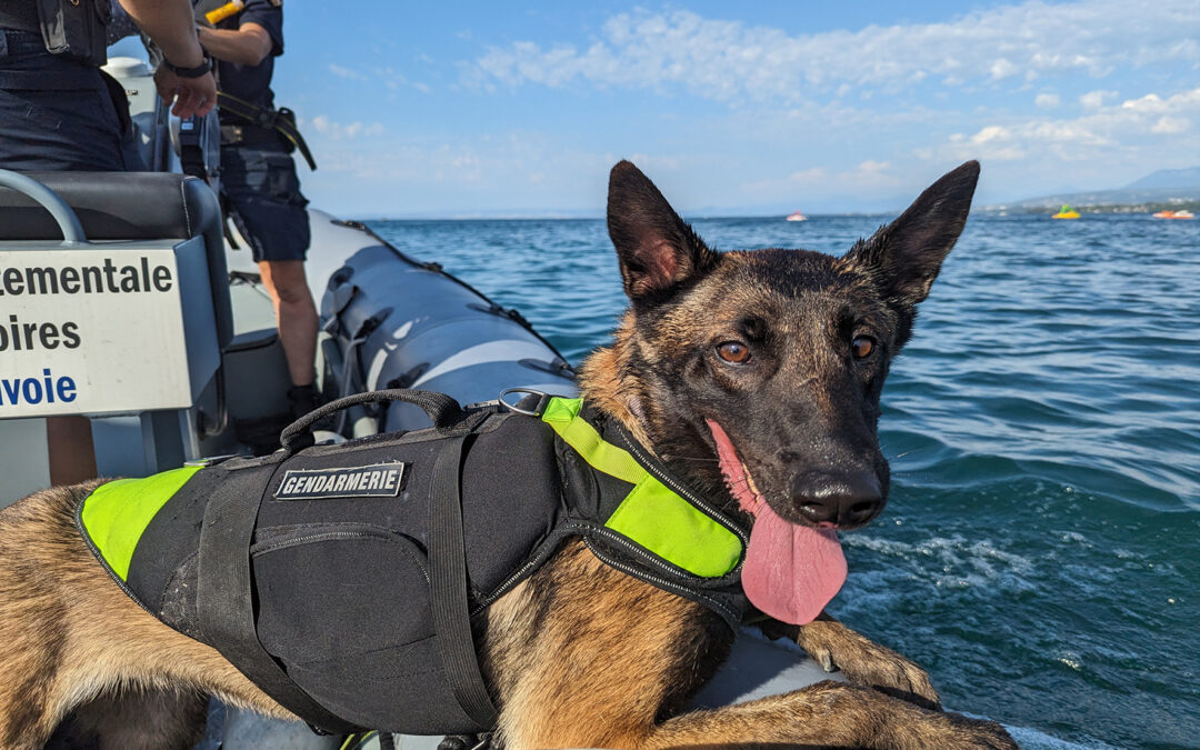 Nala “joue” au chien policier