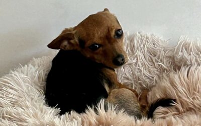 Aby – Dossiers en cours