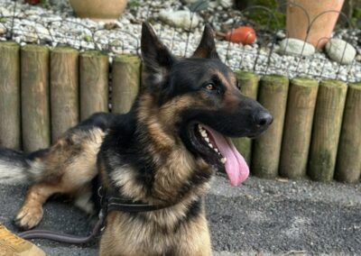 Bayko
