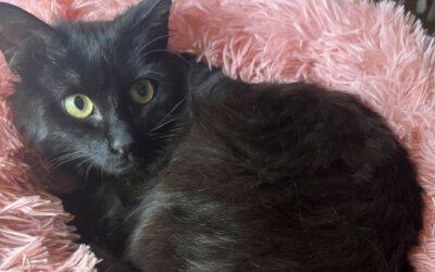 Earl – Adopté an Juillet 2025