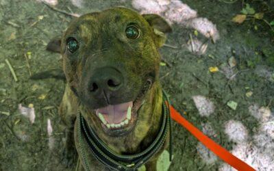 Frank – Adopté en Mai 2025