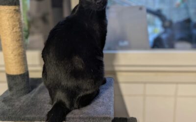 La chatterie d’Uriage prépare l’arrivée des chatons