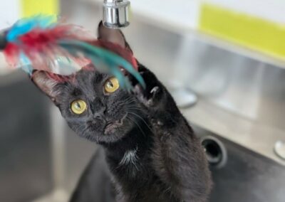 Kiki – Adoptée en Août 2025