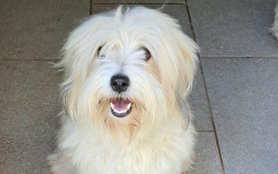 Nilava – Adoptée en Juin 2025