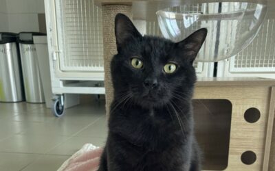 Pepito – Adopté en Juillet 2025