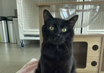 Pepito – Adopté en Juillet 2025