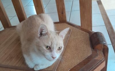 Elphie – Adoptée en Juin 2025
