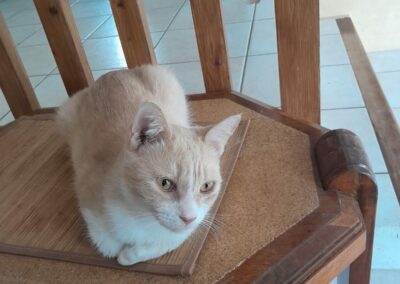 Elphie – Adoptée en Juin 2025