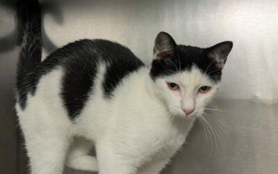 Joya – Adopté en Août 2025