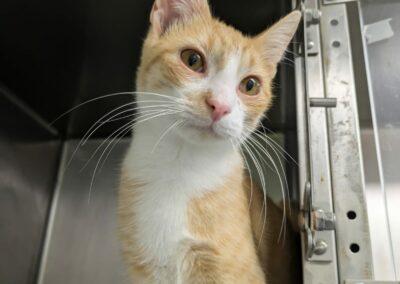 Tibo – Adopté en Septembre 2025