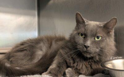 Perle – Adoptée en Novembre 2025