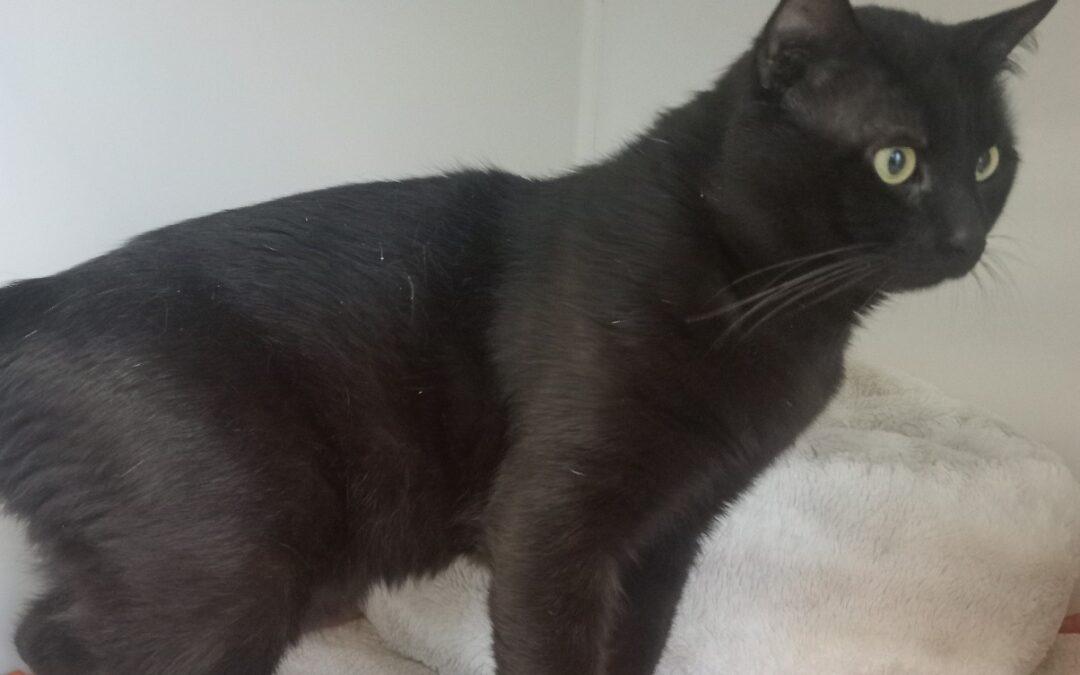 Pepito