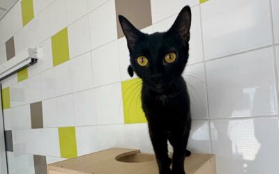 Kiki