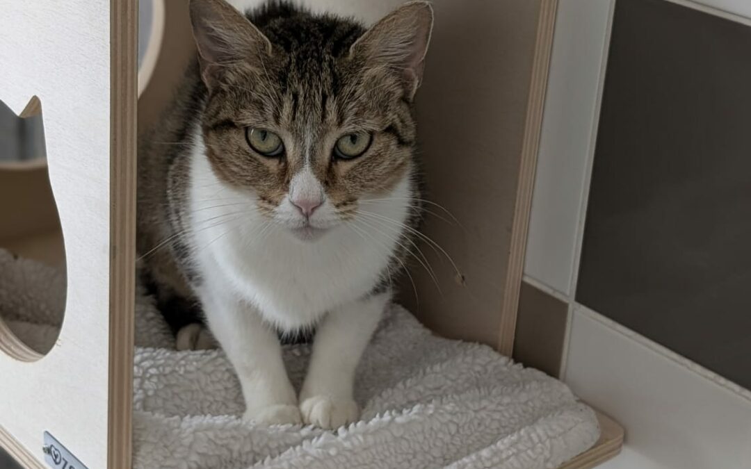 Kera – Adoptée en Septembre 2025