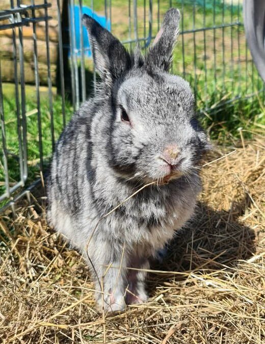 Le lapin Cachou décède malgré son sauvetage