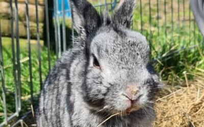 Le lapin Cachou décède malgré son sauvetage