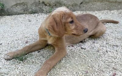 Alpha – Adoptée en Décembre 2025